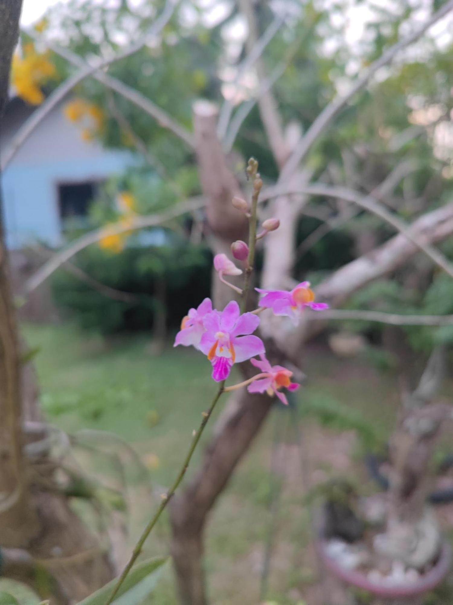 The Secret Garden Homestay Koh Yao Yai Ko Yao Zewnętrze zdjęcie