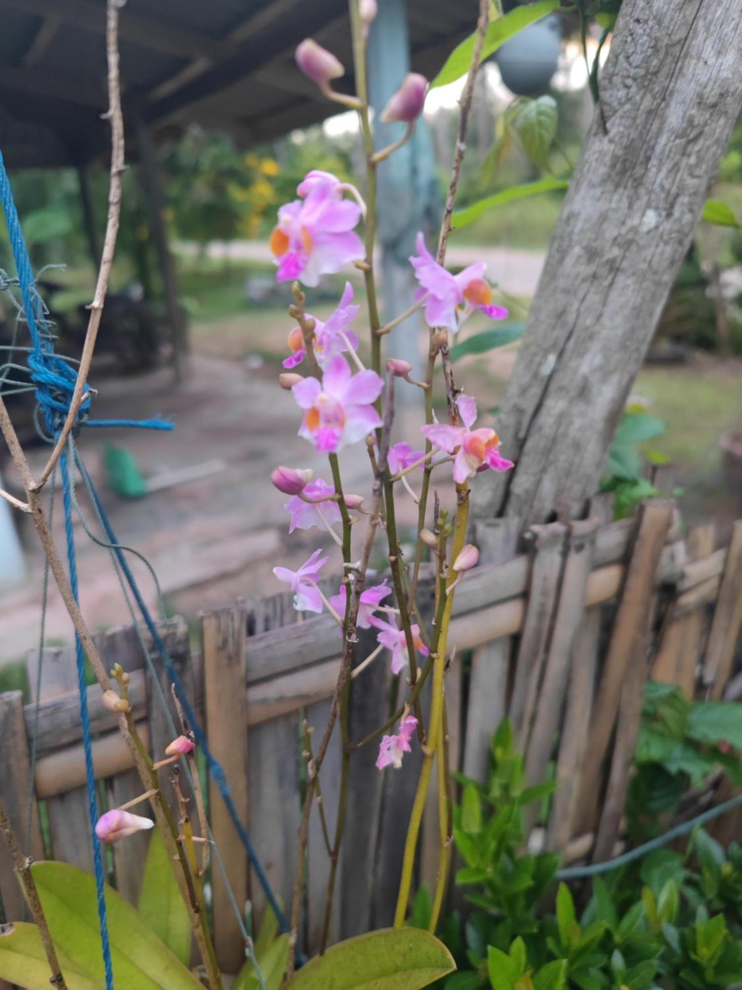 The Secret Garden Homestay Koh Yao Yai Ko Yao Zewnętrze zdjęcie