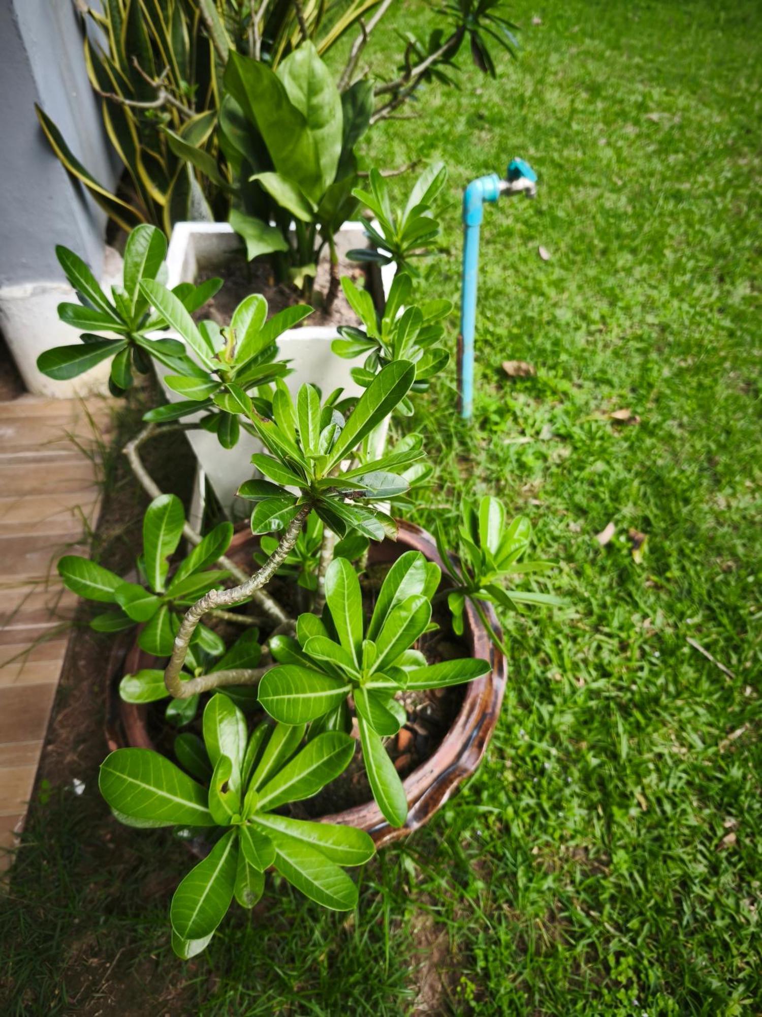 The Secret Garden Homestay Koh Yao Yai Ko Yao Zewnętrze zdjęcie
